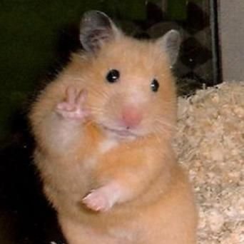 naankanken's profile picture. ciss✌🏻✌🏻