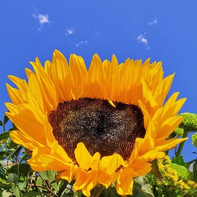 solyn30's profile picture. Ohne Demokratie keine Freiheit. Gegen Rechts.