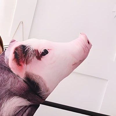 chonky marketer 🧡さんのプロフィール画像