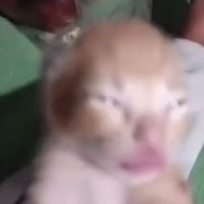 zabozaur1's profile picture. lubie minecraft