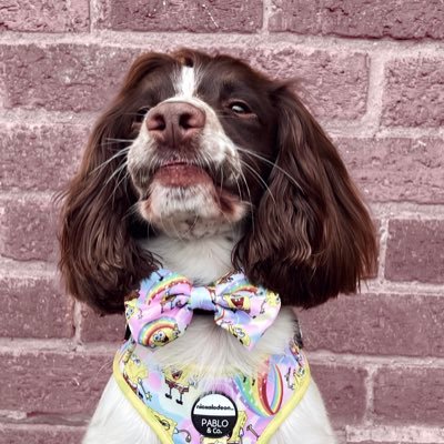 brosithespaniel's profile picture. Hoping to win your heart!