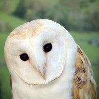 ふりかけ (@new_furikake) Twitter profile photo