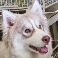 Huskie Mom 🇺🇲 (@420joys) 's Twitter Profile