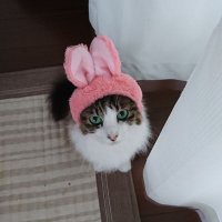 sayu (@sayu_rebel250) 's Twitter Profile Photo sayu (@sayu_rebel250) 's Twitter Profile Photo