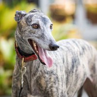 Greyhound Community(@greyhound1901) 's Twitter Profile Photo