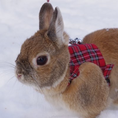 ayuchihym's profile picture. 趣味垢です／林勇さん👑SCREEN mode ▷4.6 渋谷WWW／Official髭男dism W会員▷5.31、6.1日産スタジアム 8.30ラブシャ 10.11トヨアリnext▶2026.1.14 Zepp札幌／星野源さん／ARASHI