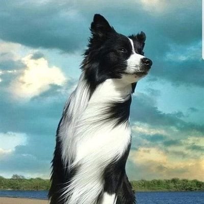 Welcome to Border Collie Community
Follow us: @50BorderCollie for Daily sharing happiness 😊
This page is dedicated for all #bordercollie Owners & Lovers