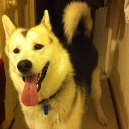 K4M_K4M's profile picture. 