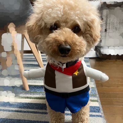 「ててくん」🐶はといぷ〜の名前　人生の後半戦を楽しむ…ドローンが面白い🚁好奇心と感受性を豊かに😋「ありがとう感謝」FPオフィス×保険代理業×自動車業×レンタカー業　AFP　2級FP技能士🚁二等無人航空機操縦士（包括申請取得）二種免許　昭和のおじさん　群れる🙅悪口🙅‍♂多くの知人より大切と思える人と一緒に歩む