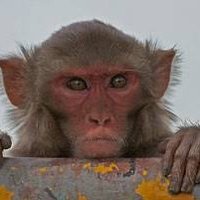 The Lost Monkey(@Rajsheth8504) 's Twitter Profile Photo