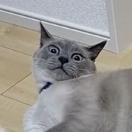 gyamasan0725's profile picture. ライちゃま「見せもんじゃねえぞ」
　　　　　　　　　　　　　　　　　　　　　　　　　　　　　　趣味アカ→@11R243334B45