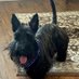 Charlie the Scotty dog (@thedog17389) Twitter profile photo