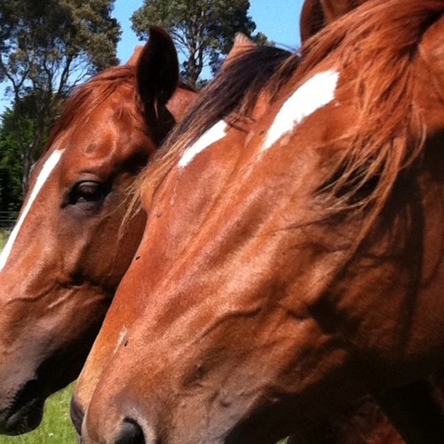 Manager/Director Southside Stockfeeds and Southside Road. Also Trains a couple of Gallopers🐎🐎