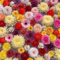 نوووف الروقي 🌹 (@almsha3er3) 's Twitter Profile