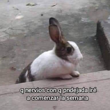 Amo a mis conejos 🐰🐰
un mezcla entre @mychemicalromance y @cherrybullet