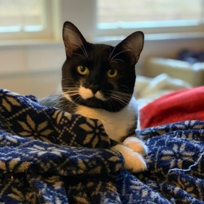 MissShadowMoose's profile picture. Filmmaker / Gamer / Cat lover / She/her