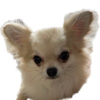 【ワンデューロ】/ブリーダー/愛知県/子犬 (@wonduror) 's Twitter Profile