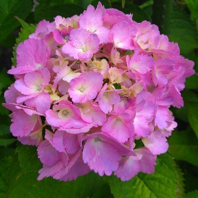 arimi202307's profile picture. Twitter初心者です。失礼がありましたら、申し訳ありません。今は呪の５♬にはまっています。
無言フォロー失礼します/壁打ち/4０↑