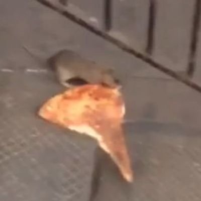 Turtle good, rat based