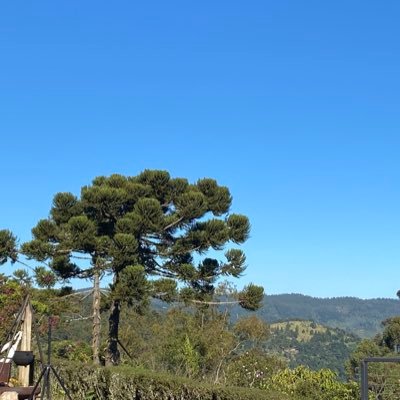 AnaCristinaBot4's profile picture. 🇧🇷