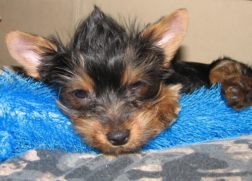 infokck9's profile picture. 