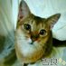 草薙美佐子 (@caotimeizu4574) Twitter profile photo 草薙美佐子 (@caotimeizu4574) Twitter profile photo