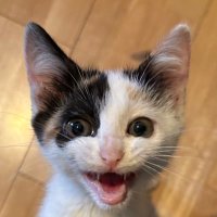 どっとみー (@mm15oh5elchh0tn) 's Twitter Profile