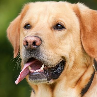 Do you love #labradorretriever
Then follow us!
Everything I know I learned from #labradorretriever