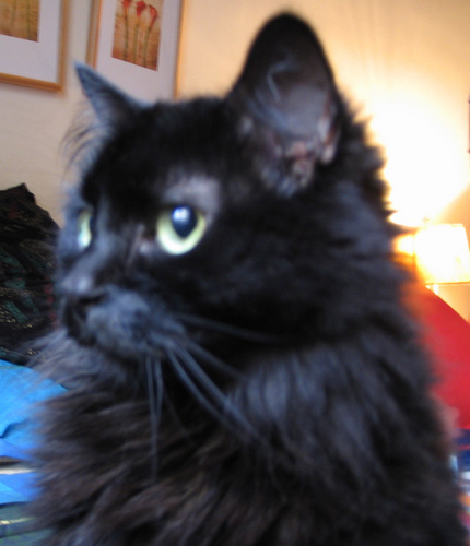 Chilena y caraqueña. Las opiniones emitidas representan a la gata negra de la foto y a nadie más.
