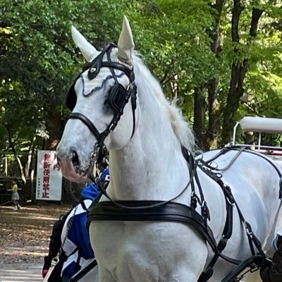 2022年始動！ お小遣いで楽しめる競馬の予想アカウント🏇中央競馬の重賞を毎週予想します。2023年はWIN5で280万的中🎯 一口馬主はじめました（シルク・ウイン） ⚾️は🦁推し