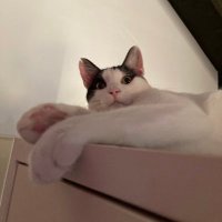ハチワレ (@onniuykrbb75542) 's Twitter Profile Photo ハチワレ (@onniuykrbb75542) 's Twitter Profile Photo