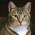 Critters! (@bigbluemarble8) Twitter profile photo Critters! (@bigbluemarble8) Twitter profile photo