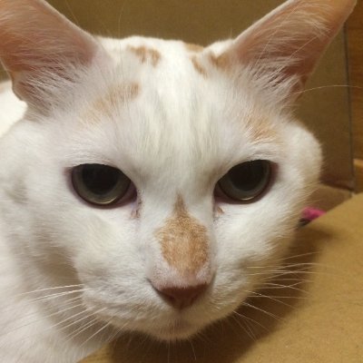 寝たきりになった19歳になる愛猫十兵衛のお世話と介護だけが生き甲斐です😸
生き物、散歩写真、江ノ島、神社仏閣、御朱印、マンガ、アニメ、ゲーム好き
人間は割と苦手ですが…
一生どうでしょうします！