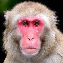 monkeyatsushi Profile Picture