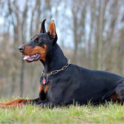 We love dogs. North Carolina USA🐕🐶😍
@dogandpuplovers
Tweet us your dogs for retweets. Super follow for even more!