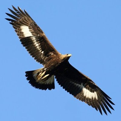 MaraboutQc's profile picture. Passionné de politique. Cinglant, croustillant et marrant. Si vous êtes choqué, c'est que n'avez pas compris :-).