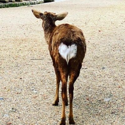 ガチャ歯🦷大阪🦌飲んだら長なる🍺