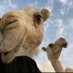 مشاري (@mshary7i7) Twitter profile photo مشاري (@mshary7i7) Twitter profile photo