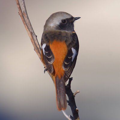 埼玉県 坂バカ部のミニベローディ。
ガジェみ強め。中華部品LOVE。