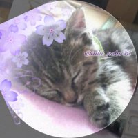 豆猫 (@tuki_neko45) 's Twitter Profile