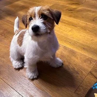 JackRussell3001's profile picture. 
