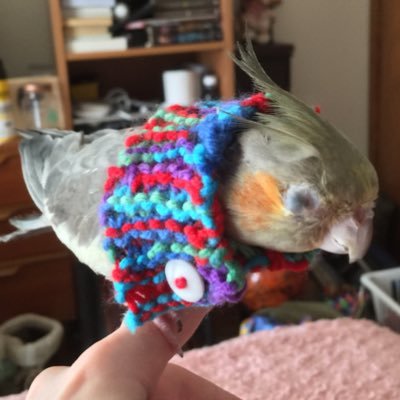 I made a tiny scarf for my Cockatiel! Talk to me about birds! R.I.P Sophie The Magpie 🖤🤍🖤