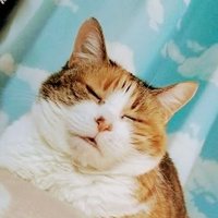 stellaちゃん (@panabbni4wwjbac) 's Twitter Profile Photo
