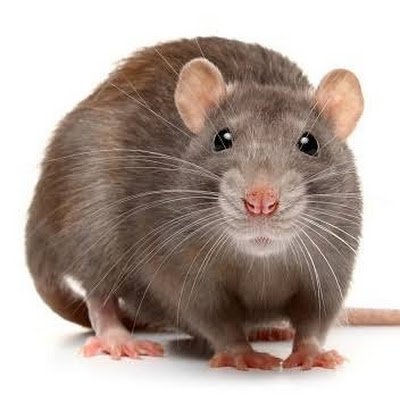 Abaduserna10694's profile picture. i like tweeting for fun