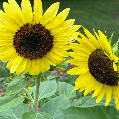 toconnell101's profile picture. I walk every day to observe Nature