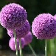 natureluving's profile picture. "Nature always wears the colors of the spirit."-Ralph Waldo Emerson. 
  No DMs.