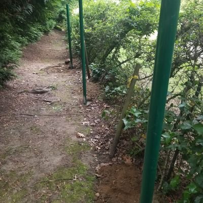 burrowingeye's profile picture. 