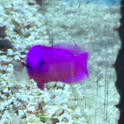 Violetさんのプロフィール画像
