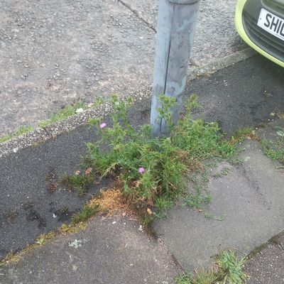LiverpoolWeeds's profile picture. Documenting the Weeds Of Liverpool 🍀🌿☘️