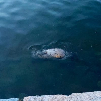 skellarblog's profile picture. カナダで嫁さんに感謝しながら生活してます。興味あるキーワード検索→無言フォローさせて貰ってます😅とりあえず直近の目標は100ツイート！